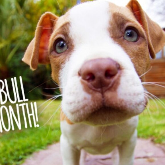 Pitbulls: The Most Misunderstood Dog - Picture 6 of 11